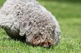 LAGOTTO CAVAGE 075